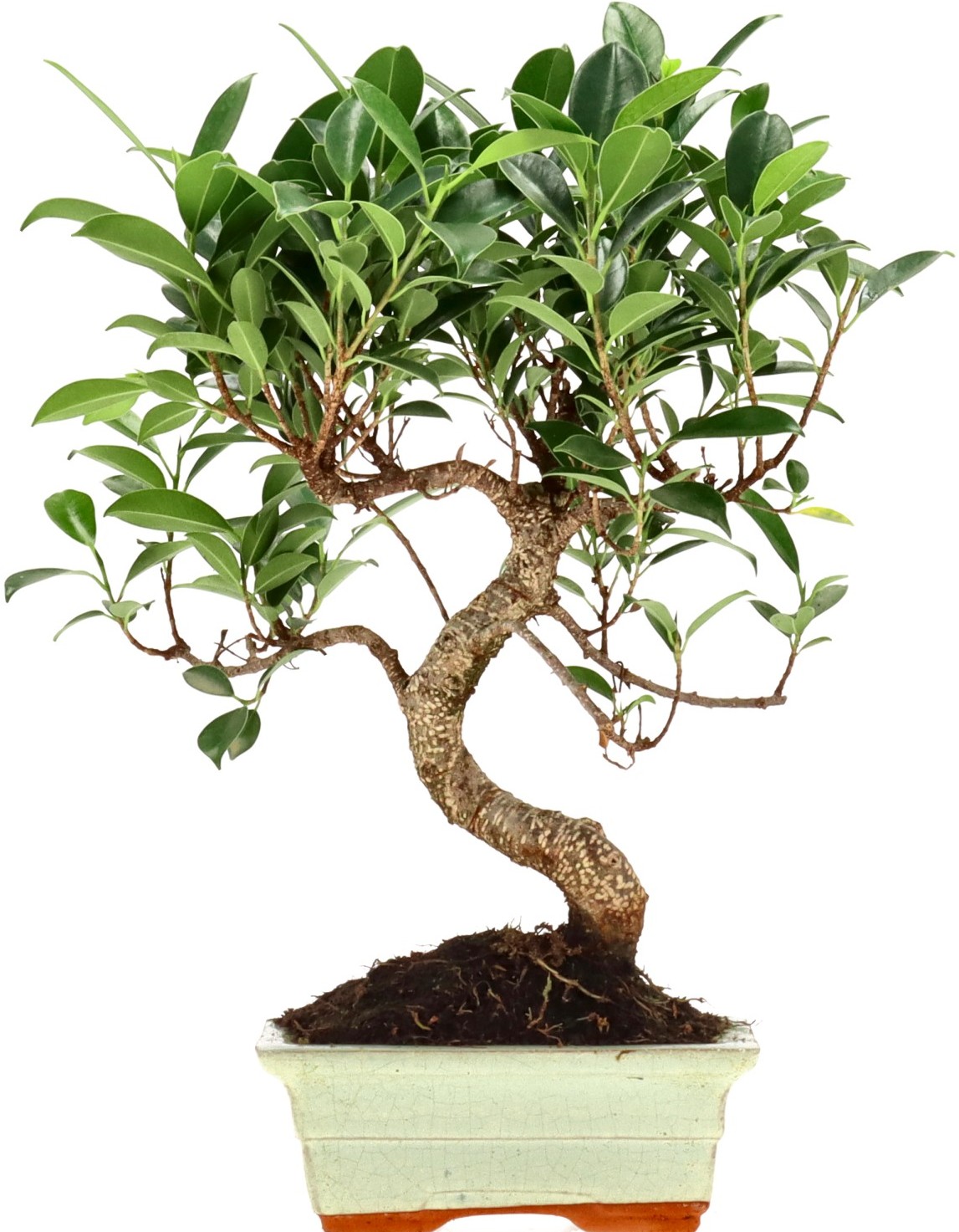 [Z017] Ficus Retusa, aprox. 7 annos