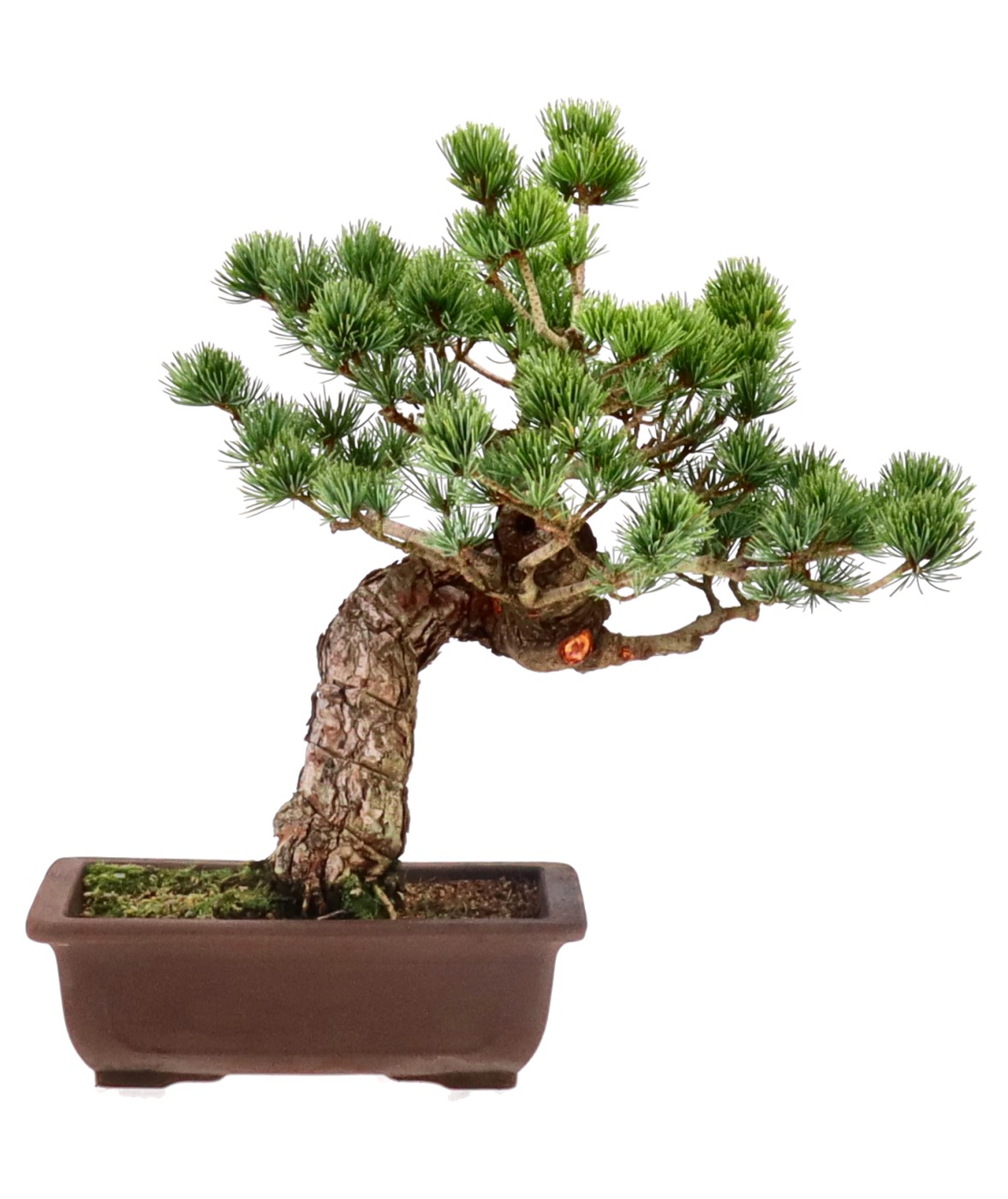 bonsai.fallbackImageTitle bonsai.fallbackImageTitle