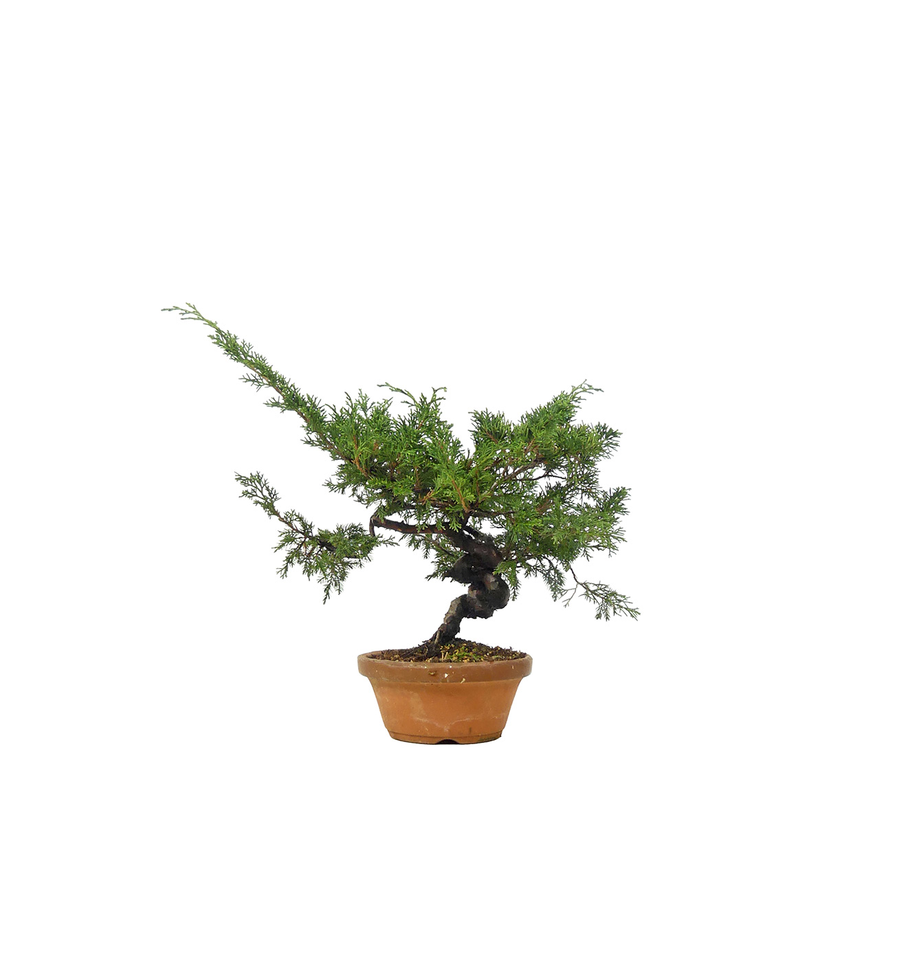 bonsai.fallbackImageTitle bonsai.fallbackImageTitle