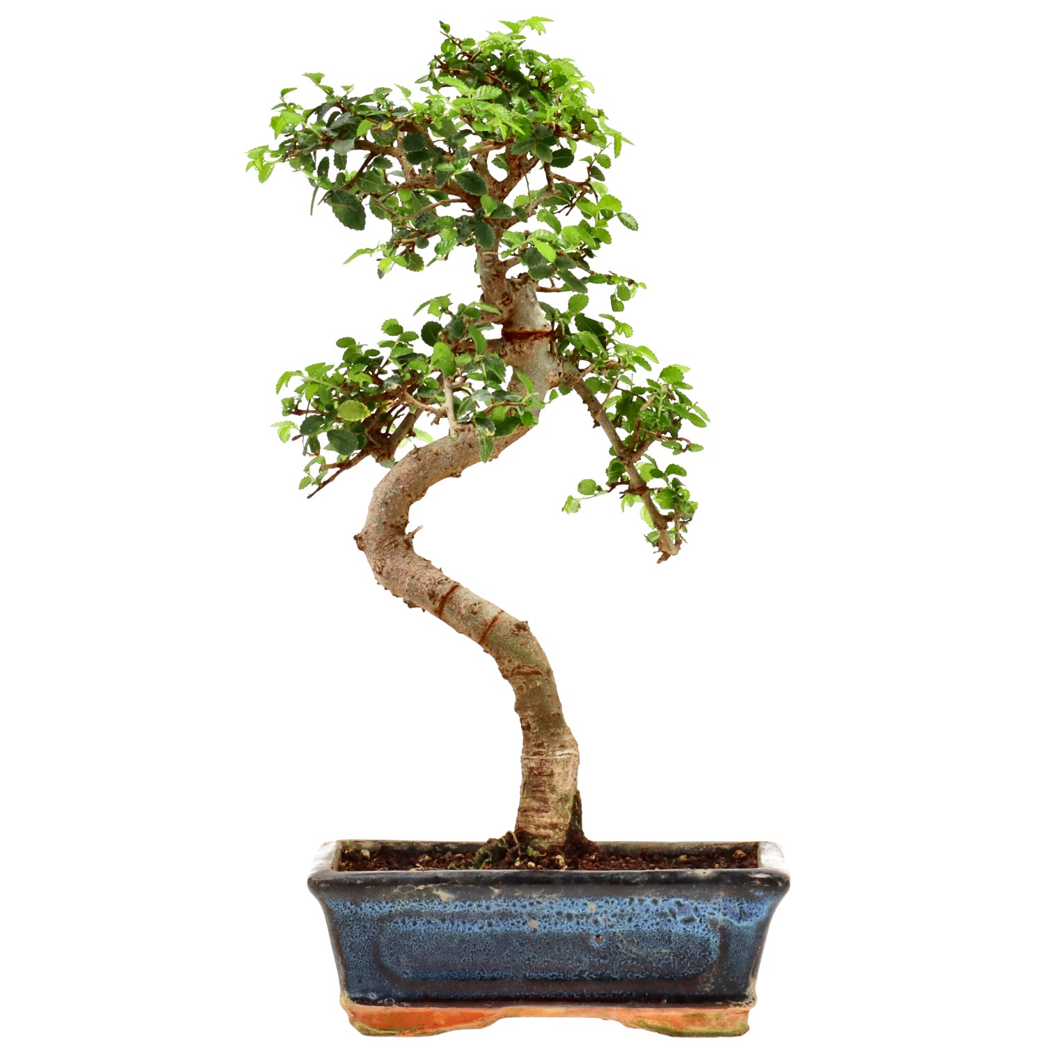 Orme de Chine, env. 9 ans (33 cm)