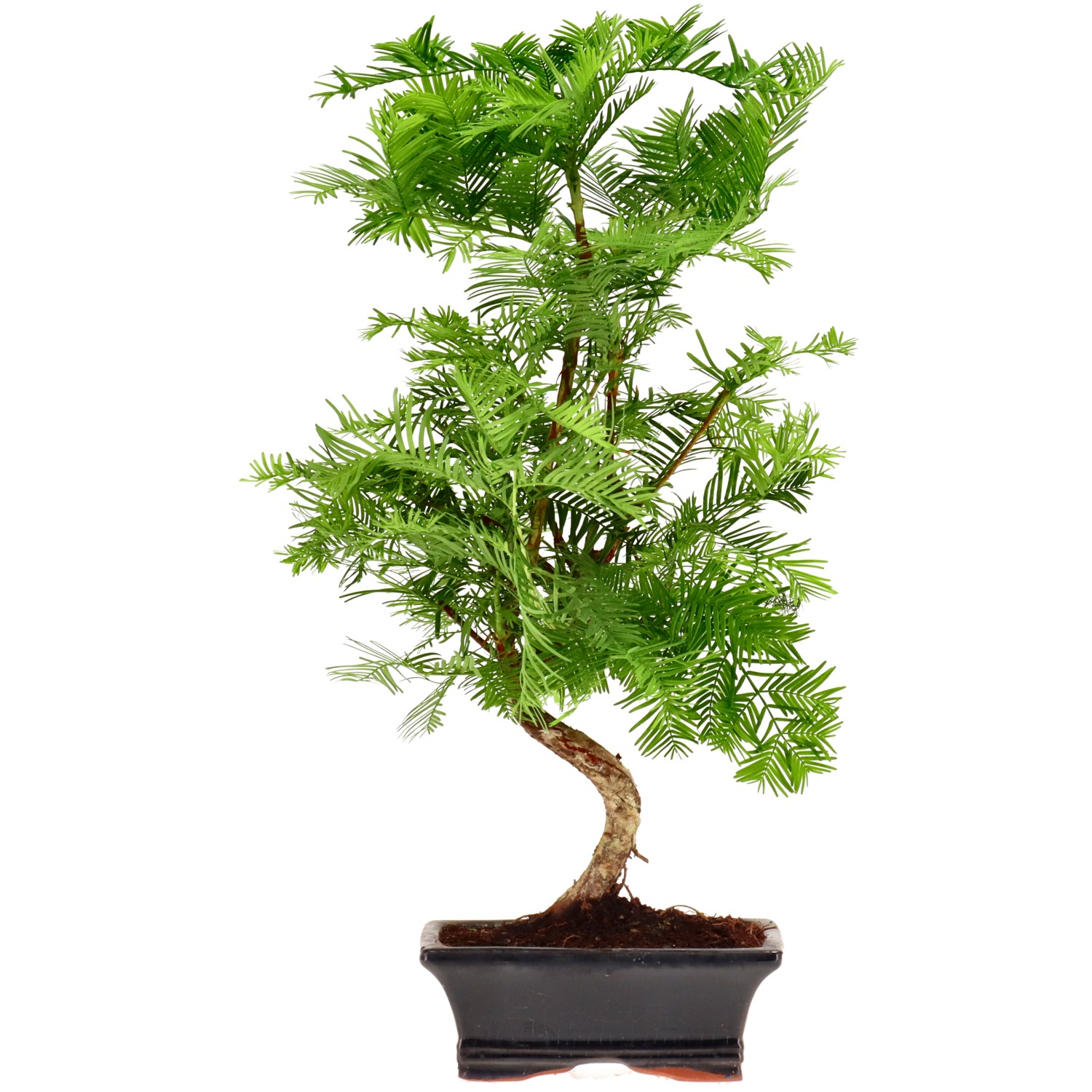 Metasequoia glyptostroboides, env. 8 ans (37 cm)