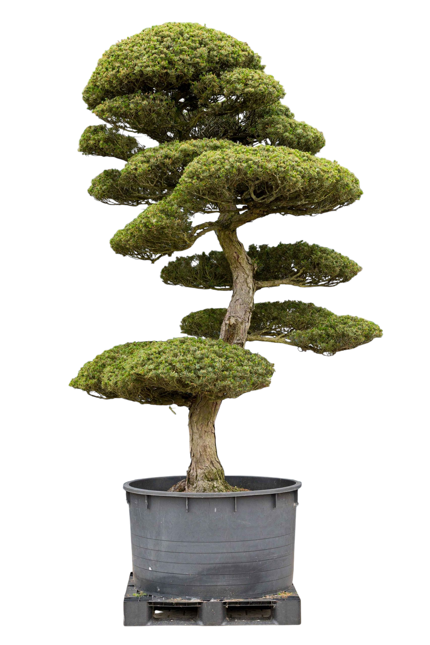 bonsai.fallbackImageTitle bonsai.fallbackImageTitle