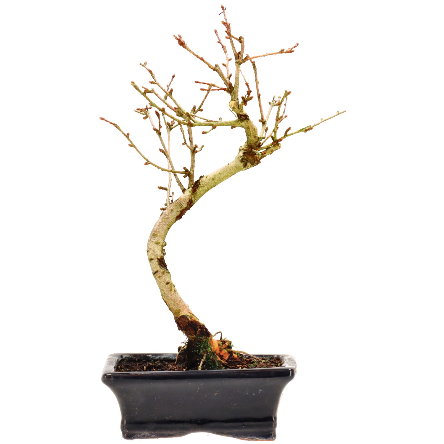 Golden Larch, approx. 7 y. (28 cm)