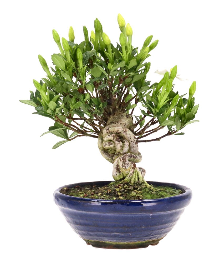 bonsai.fallbackImageTitle bonsai.fallbackImageTitle