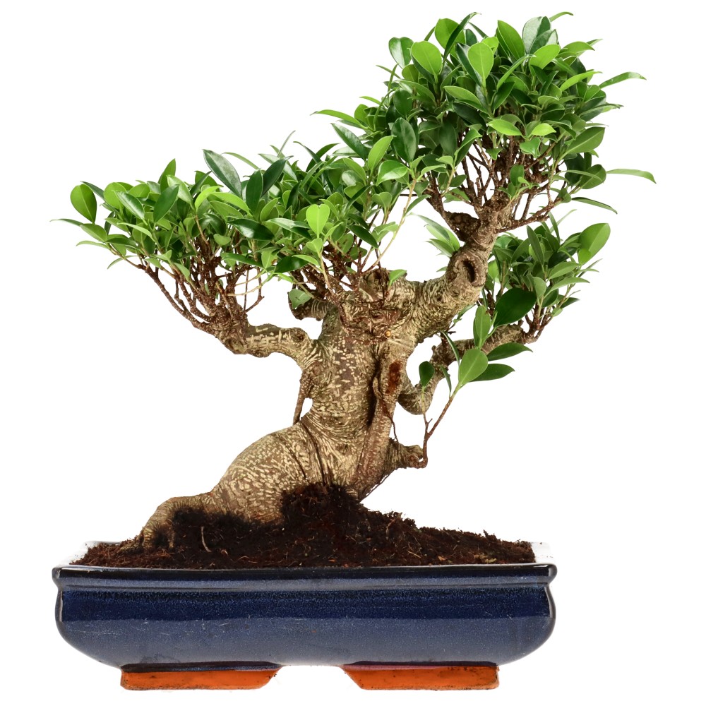 Ficus Retusa, aprox. 22 años (37 cm)