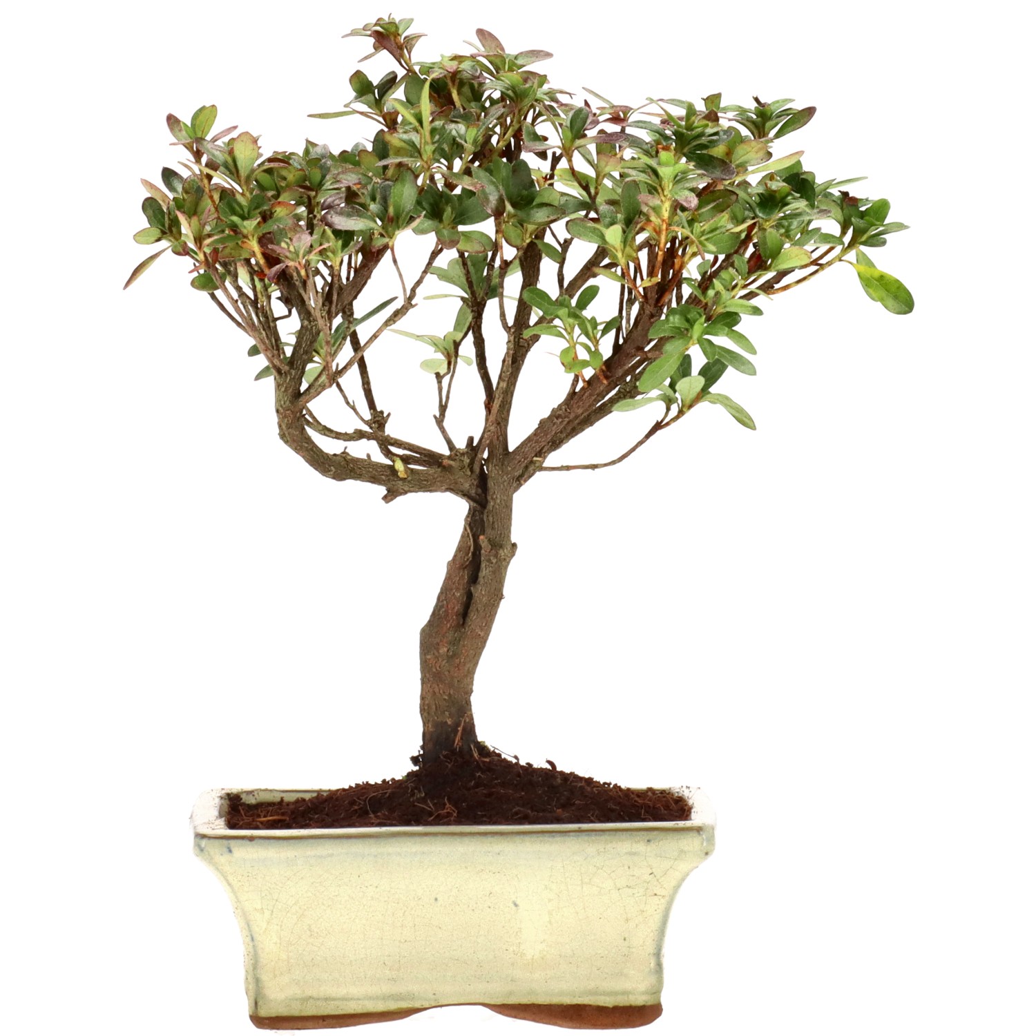 Azalea giapponese (Osakazuki), ca. 9 anni (24 cm)