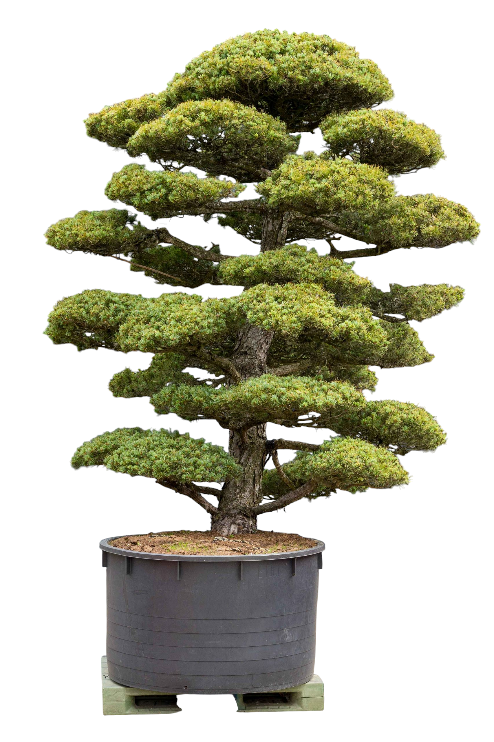 bonsai.fallbackImageTitle