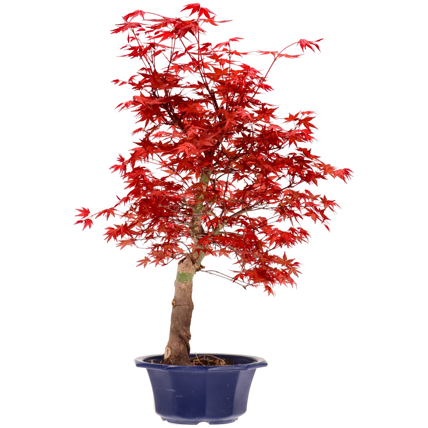 Érable du Japon (Deshojo), greffé, env. 16 ans (53 cm)