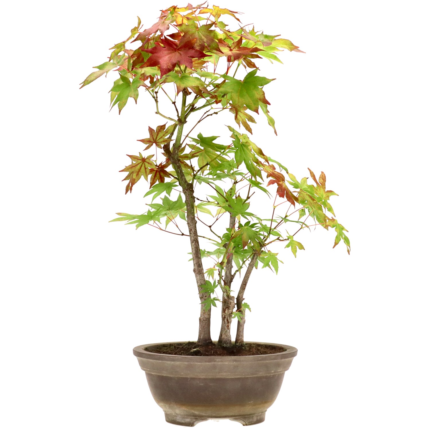 Jap. Fächerahorn, ca. 10 J. (51 cm)         Jap. Fächerahorn, ca. 10 J. (51 cm)