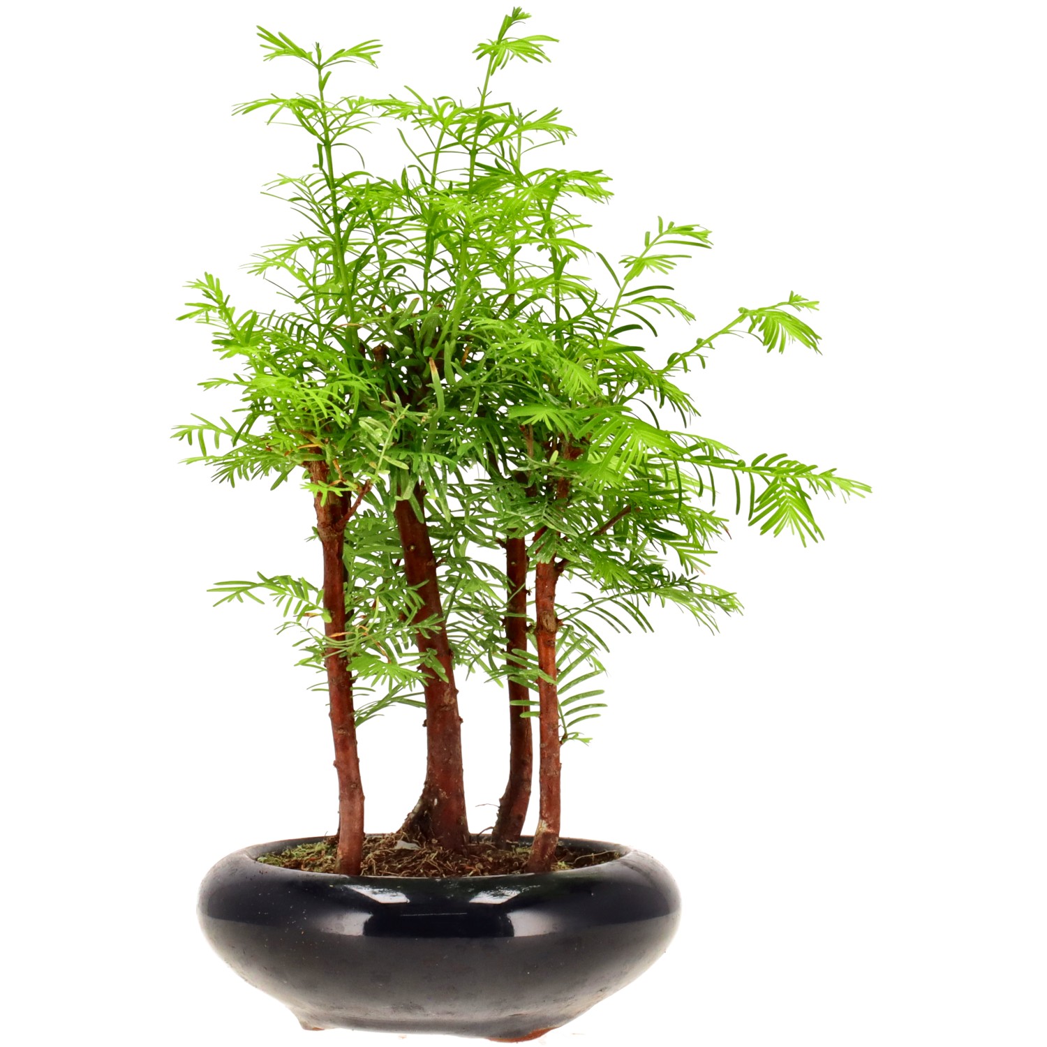 Metasequoia glyptostroboides, env. 6 ans (23 cm)