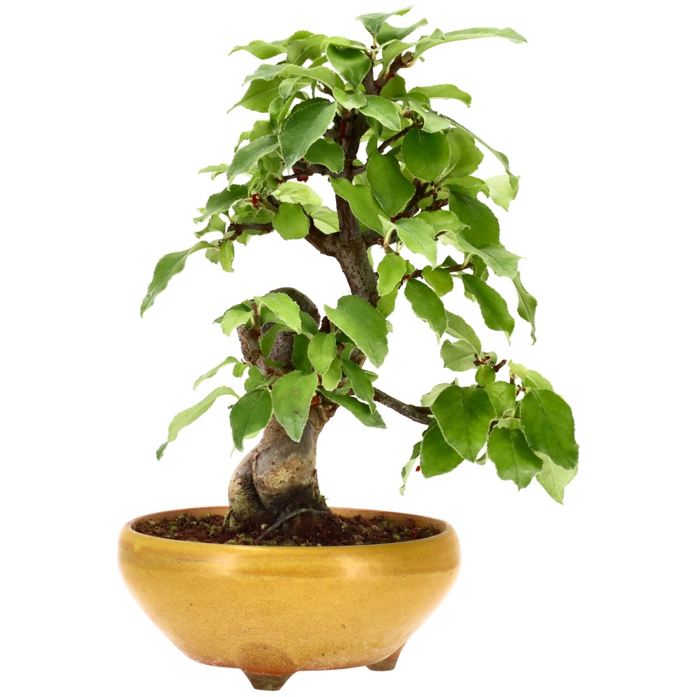bonsai.fallbackImageTitle