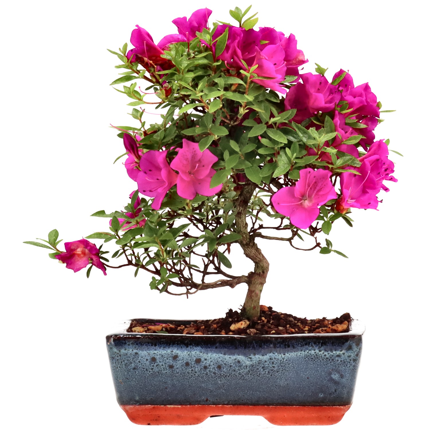 Azalea japónica, aprox. 8 años (23 cm)
