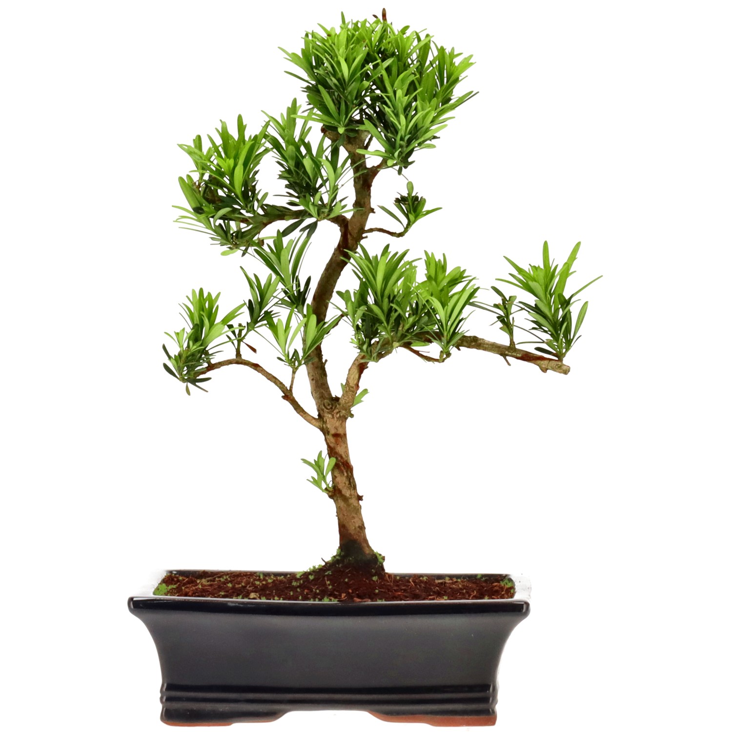 Pin de bouddhistes, env. 12 ans (34 cm)