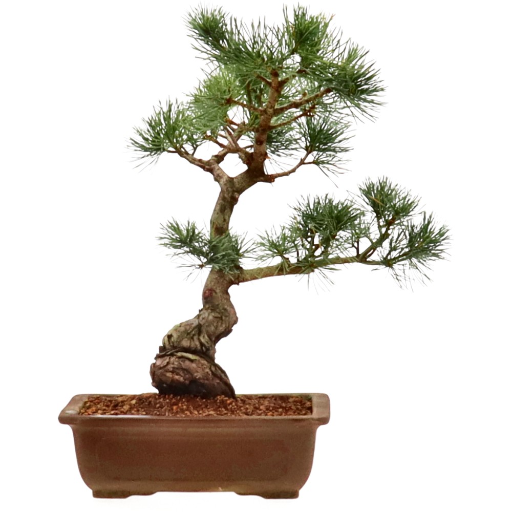 bonsai.fallbackImageTitle bonsai.fallbackImageTitle