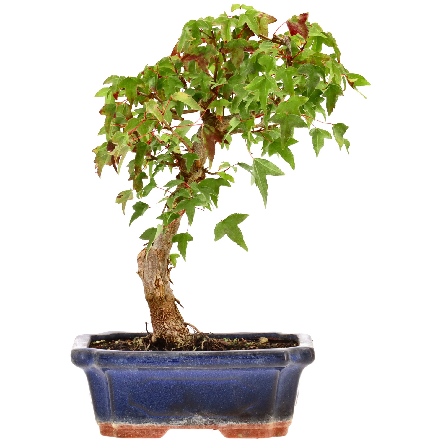 bonsai.fallbackImageTitle bonsai.fallbackImageTitle