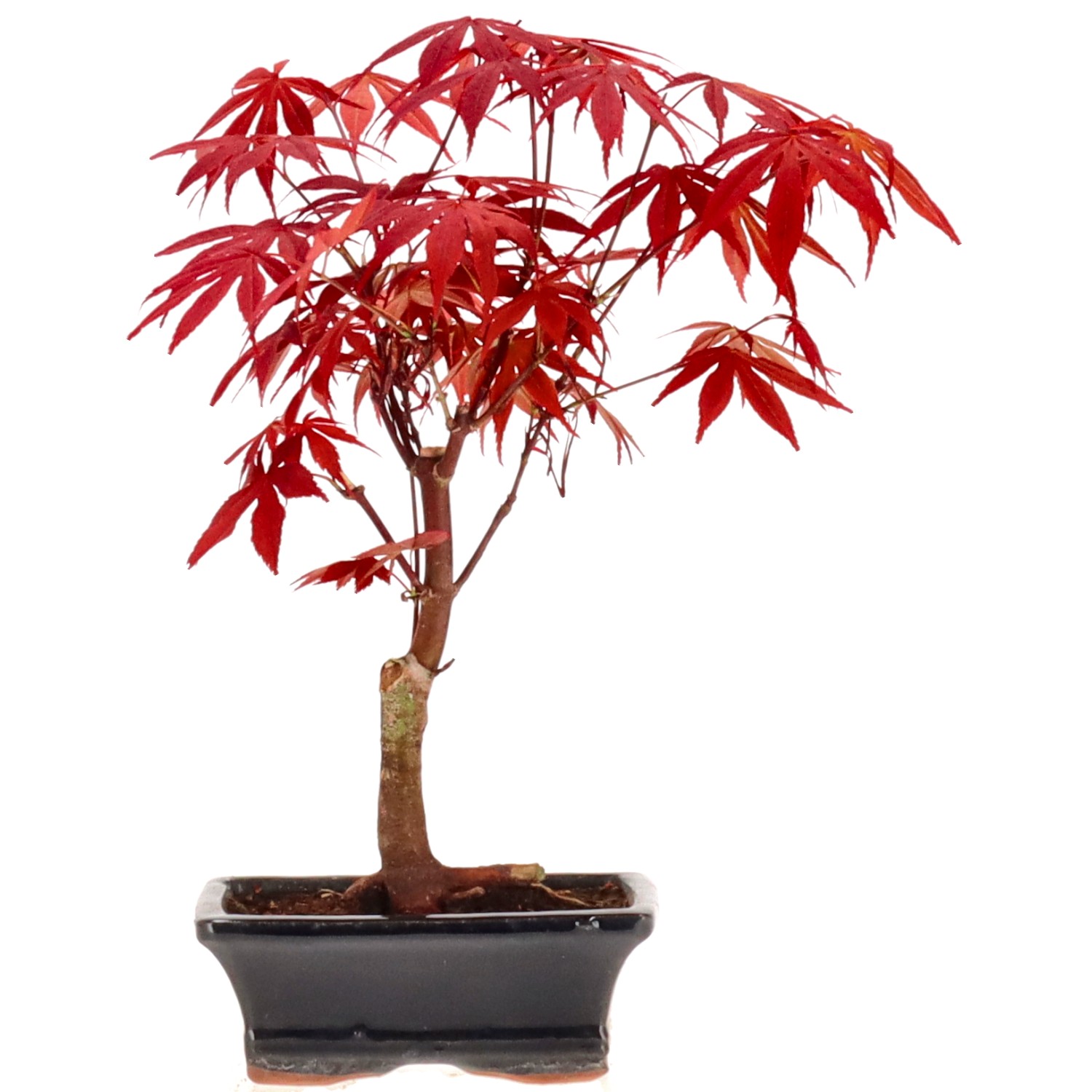 Jap. Fächerahorn (Atropurpureum), ca. 7 J. (27 cm)