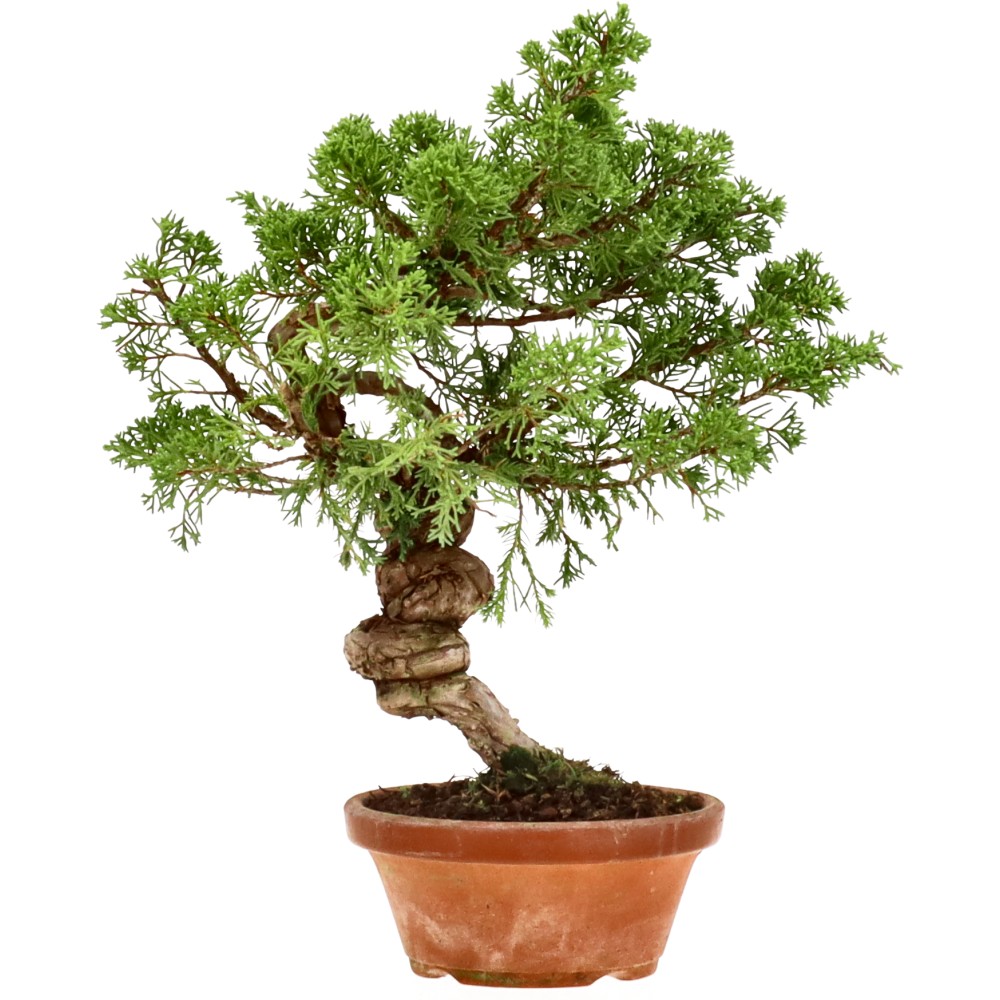 Chin. Wacholder, ca. 20 J. (30 cm)