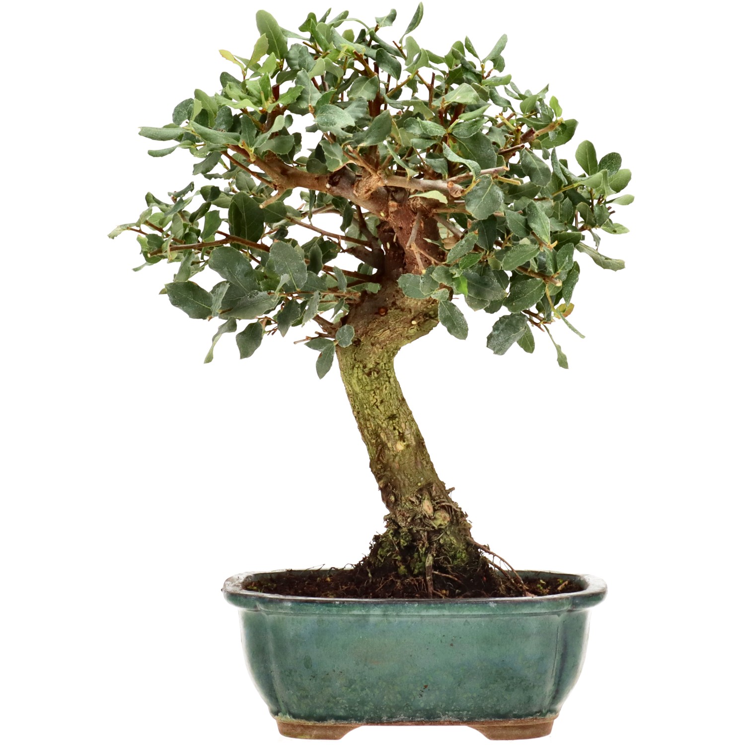 bonsai.fallbackImageTitle bonsai.fallbackImageTitle