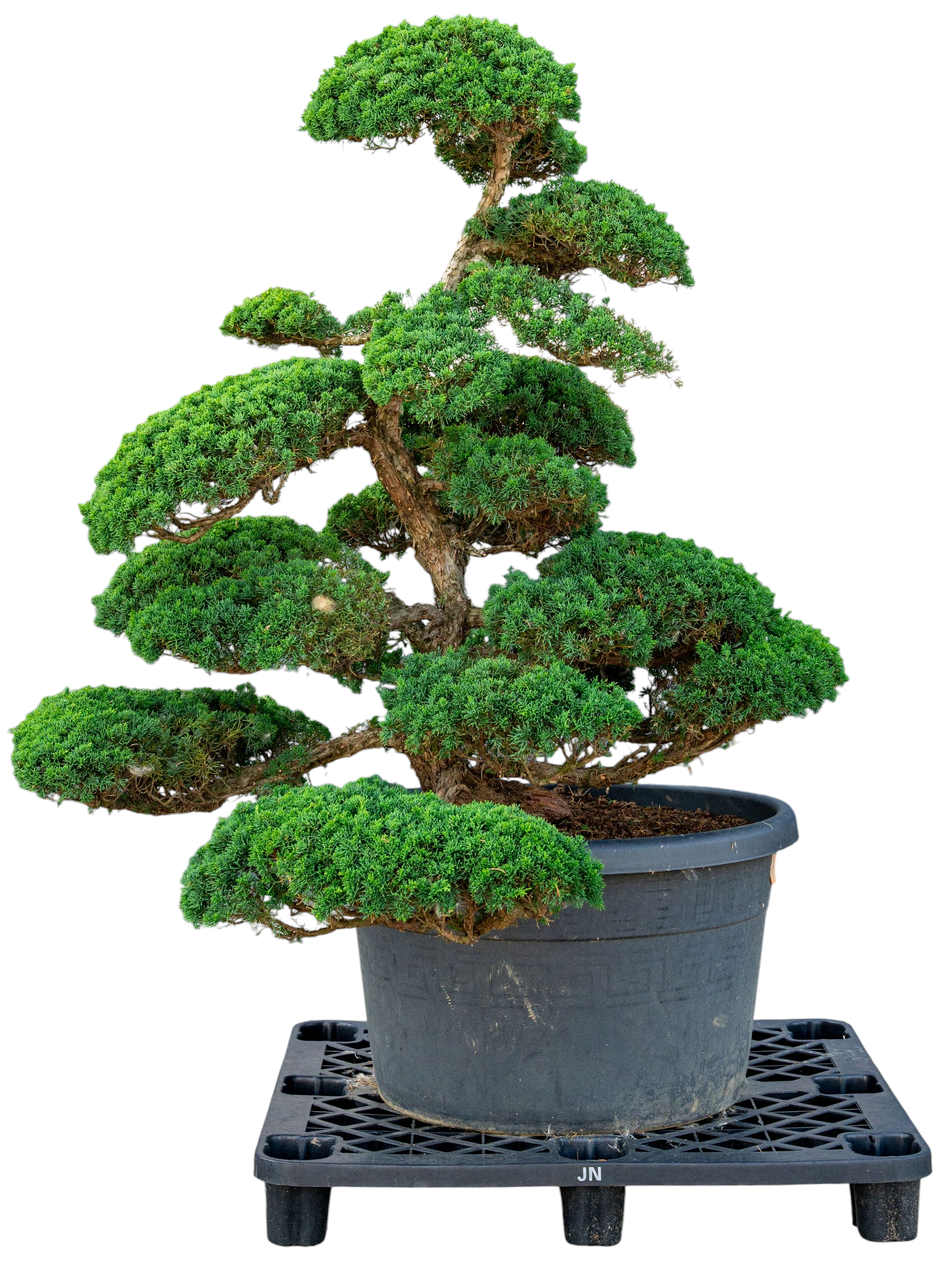 bonsai.fallbackImageTitle