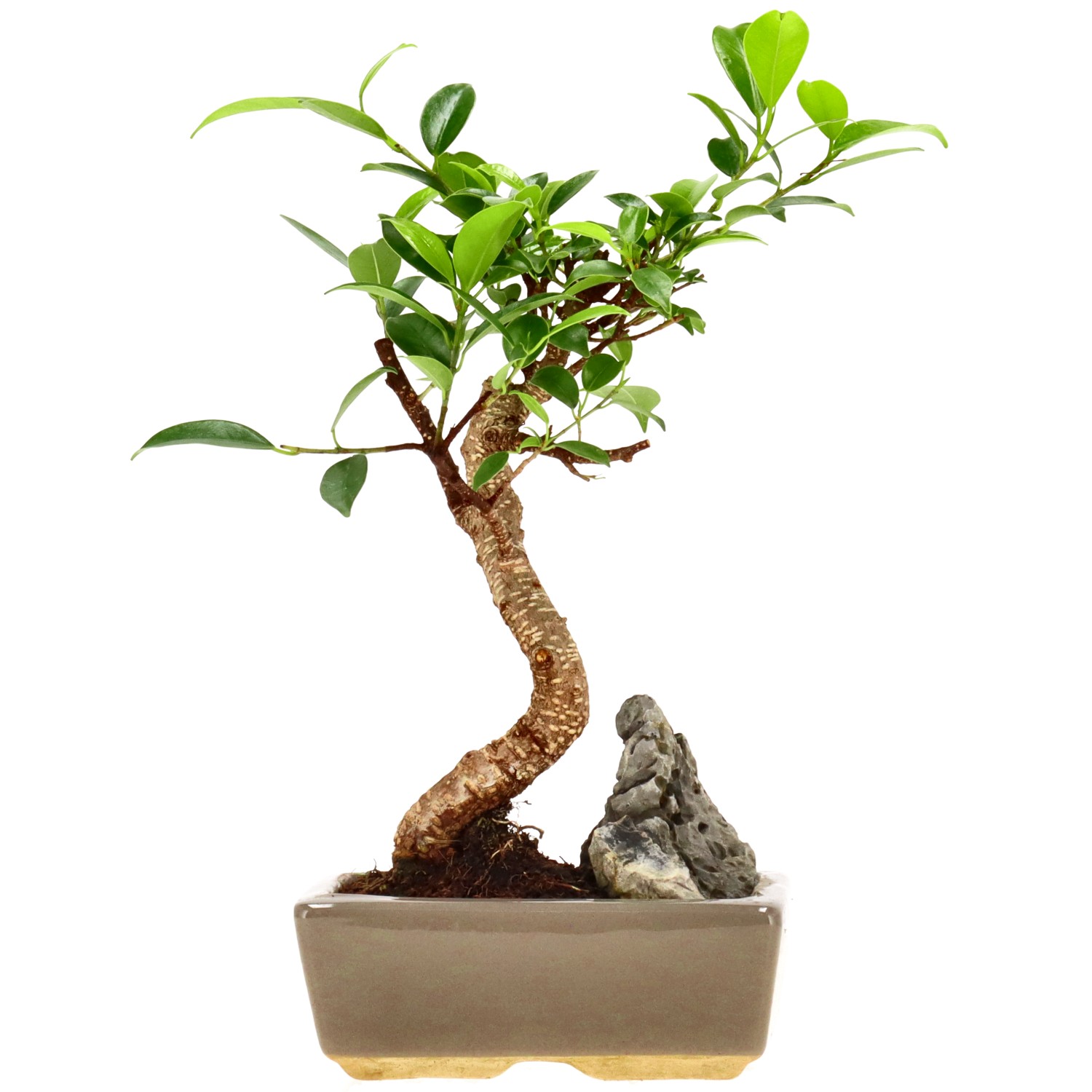 Ficus Retusa, env. 7 ans (25 cm)