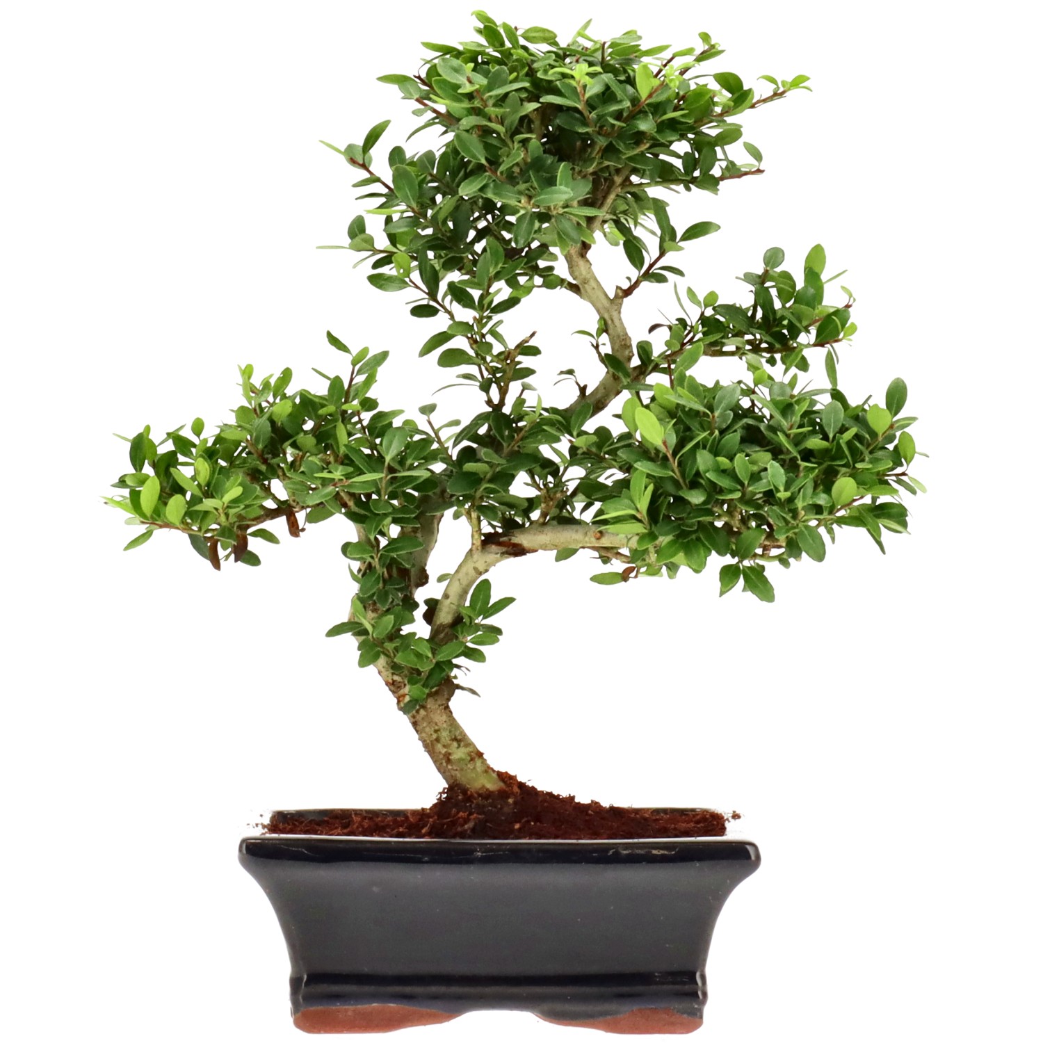 Jap. Stechpalme, ca. 7 J. (23 cm)