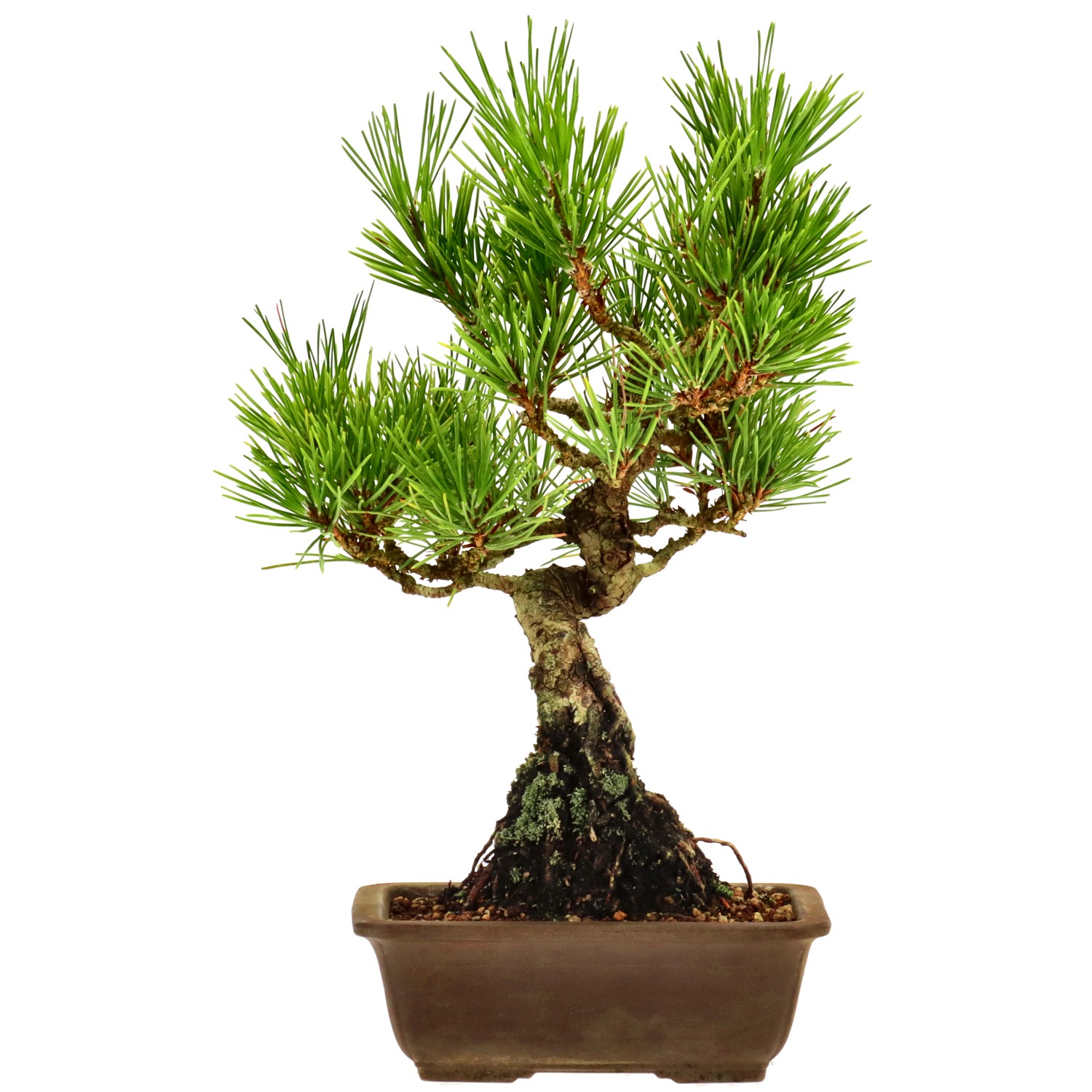 Japanese black pine, approx. 10 y. (24 cm)