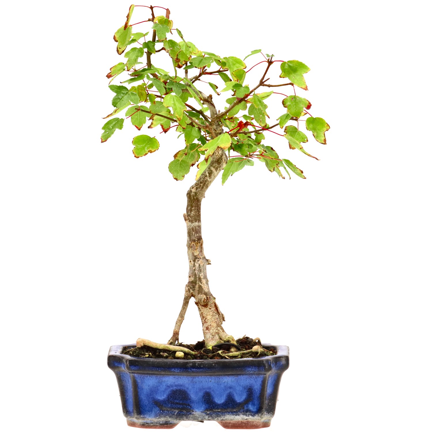 Trident Maple, approx. 6 y. (27 cm)