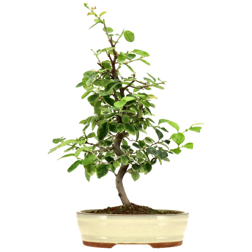 Chin. Quitte, ca. 15 J. (48 cm)