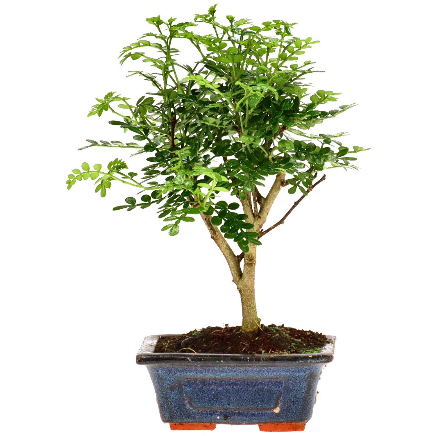 Szechuan pepper, approx. 5 y. (19 cm)