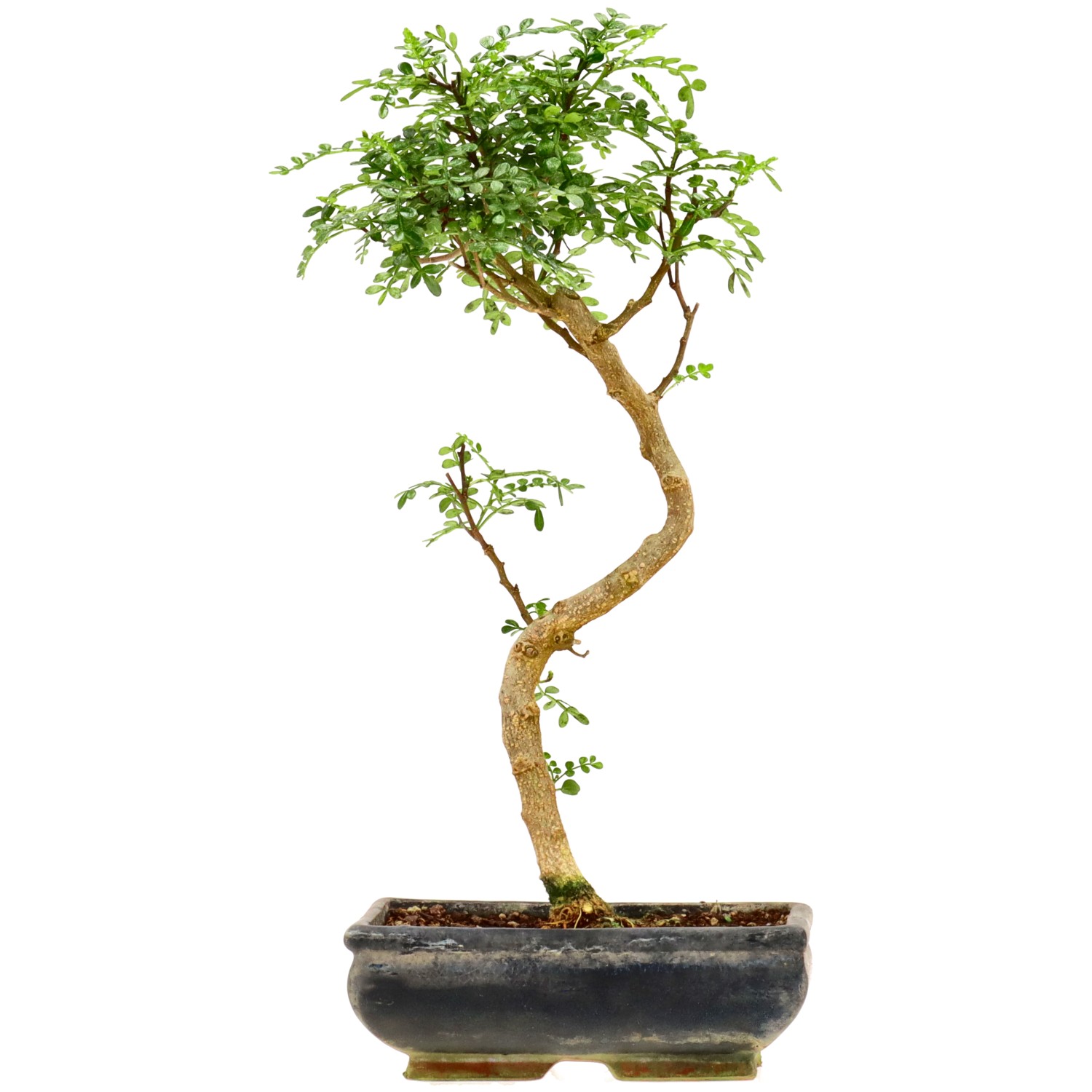 Pepe di Sichuan, ca. 9 anni (34 cm)