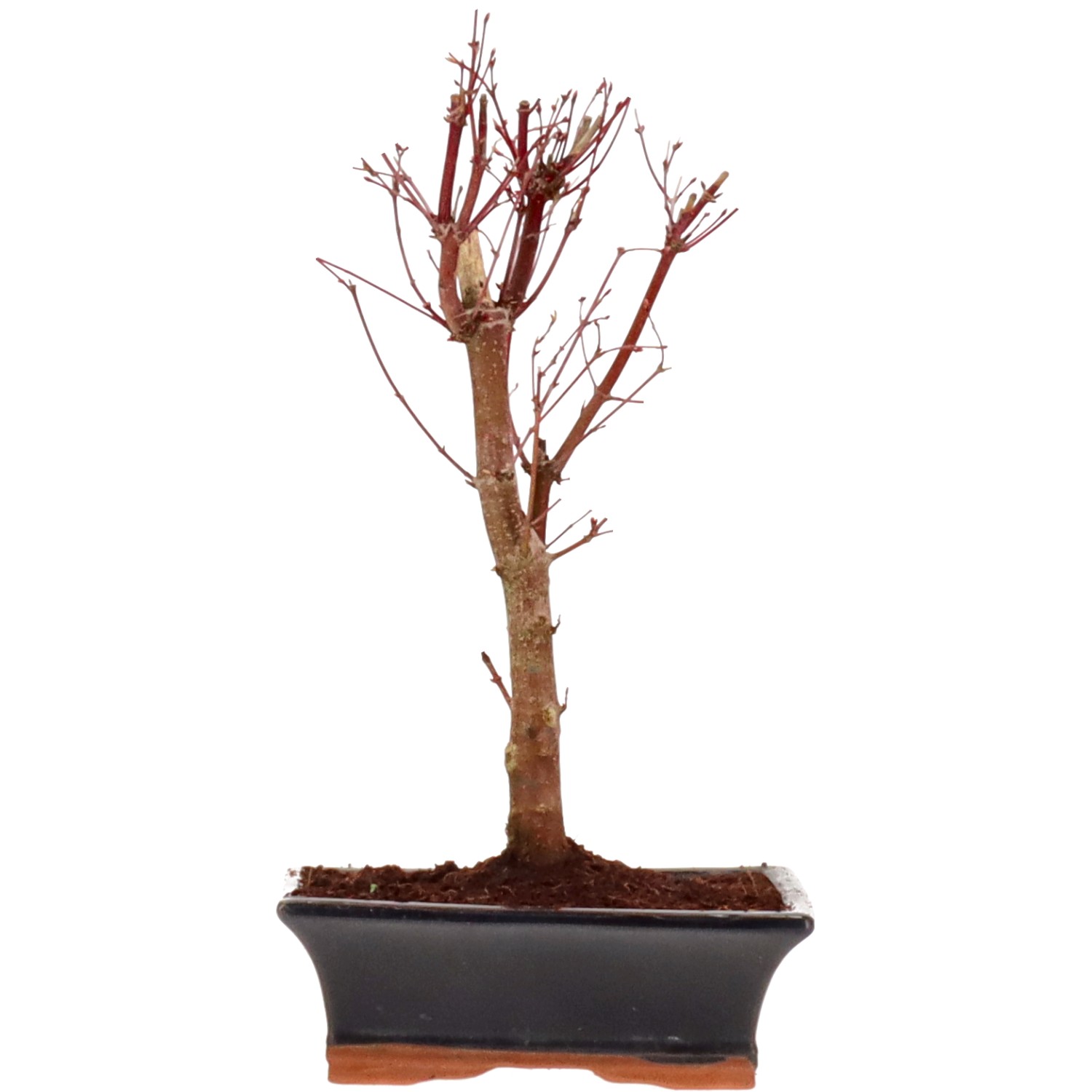 Acero palmato (Katsura), ca. 10 anni (34 cm)