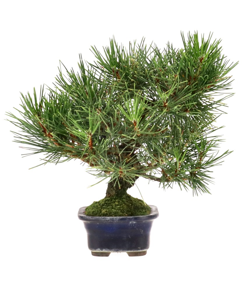 bonsai.fallbackImageTitle bonsai.fallbackImageTitle