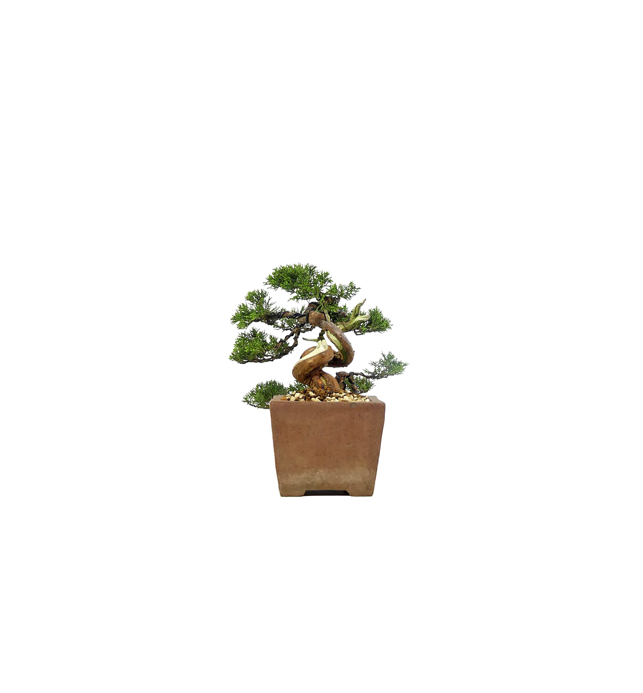 bonsai.fallbackImageTitle bonsai.fallbackImageTitle