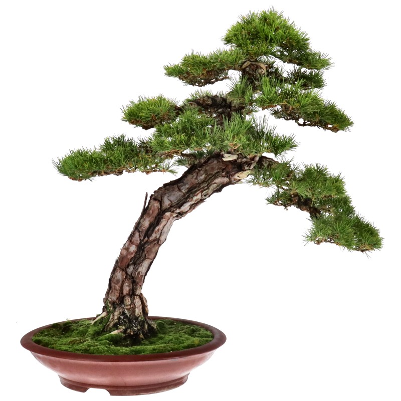 bonsai.fallbackImageTitle bonsai.fallbackImageTitle