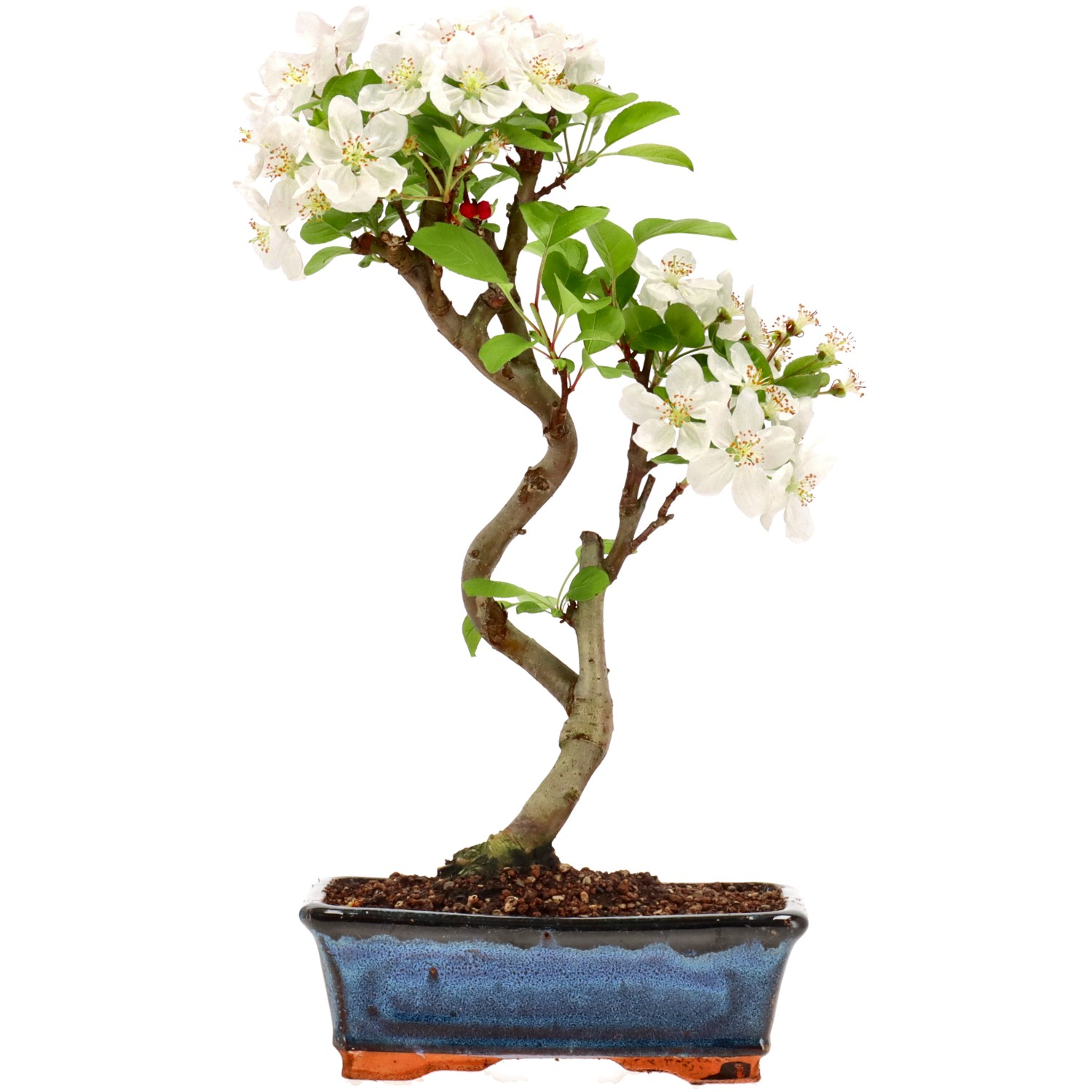 Pommier d’ornement, env. 8 ans (33 cm)