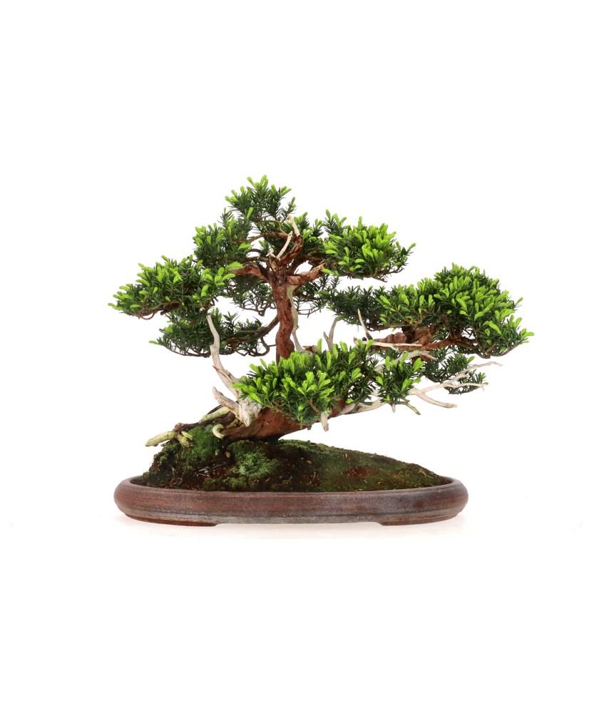 bonsai.fallbackImageTitle bonsai.fallbackImageTitle