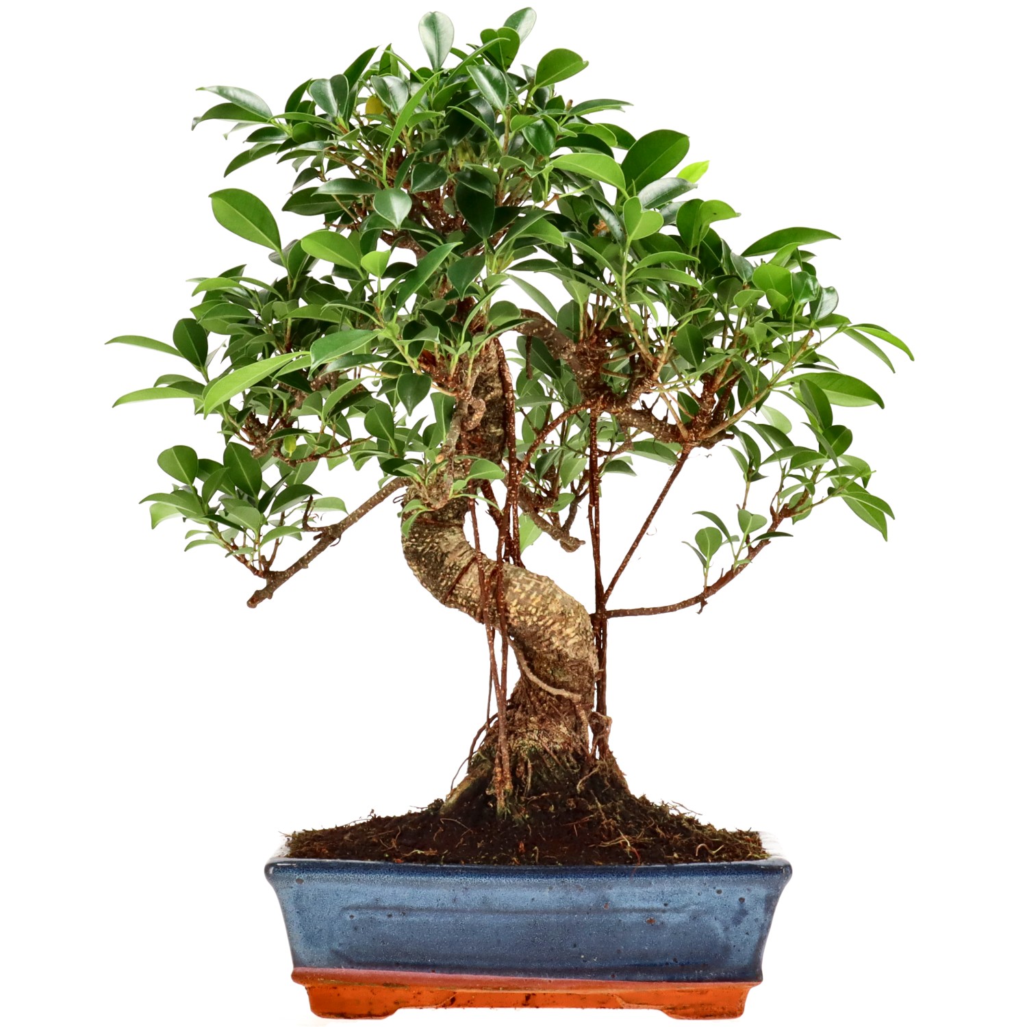 Chin. Feigenbaum (Retusa), ca. 14 J. (37 cm)