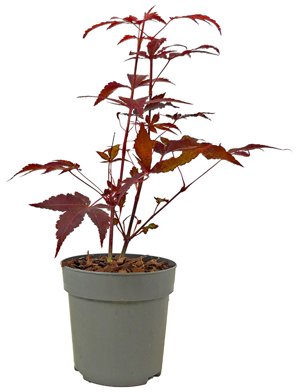 Jap. Fächerahorn (Atropurpureum), ca. 3 J. (10-45 cm) Slider Bild