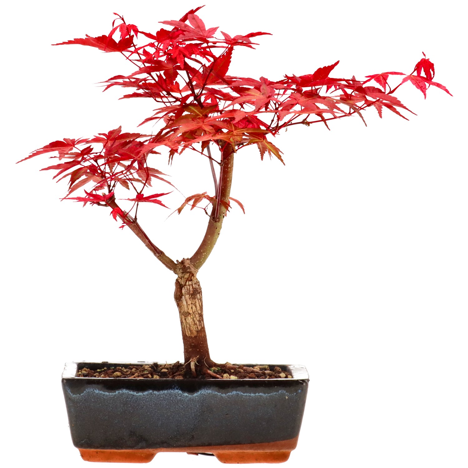 Jap. Fächerahorn (Deshojo), veredelt, ca. 7 J. (26 cm)
