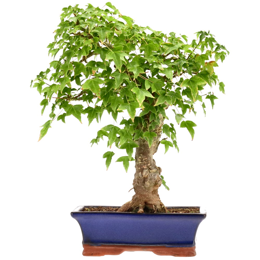 Érable trident, env. 18 ans (35 cm)