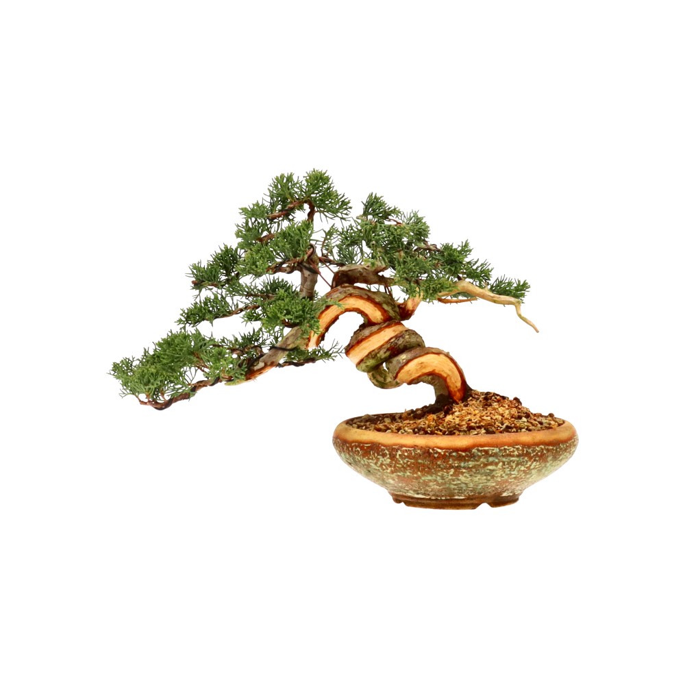 bonsai.fallbackImageTitle bonsai.fallbackImageTitle