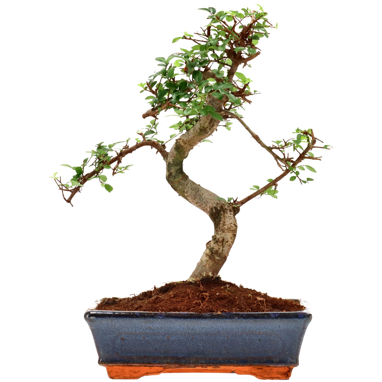 Chin. Ulme, ca. 12 J. (33 cm)