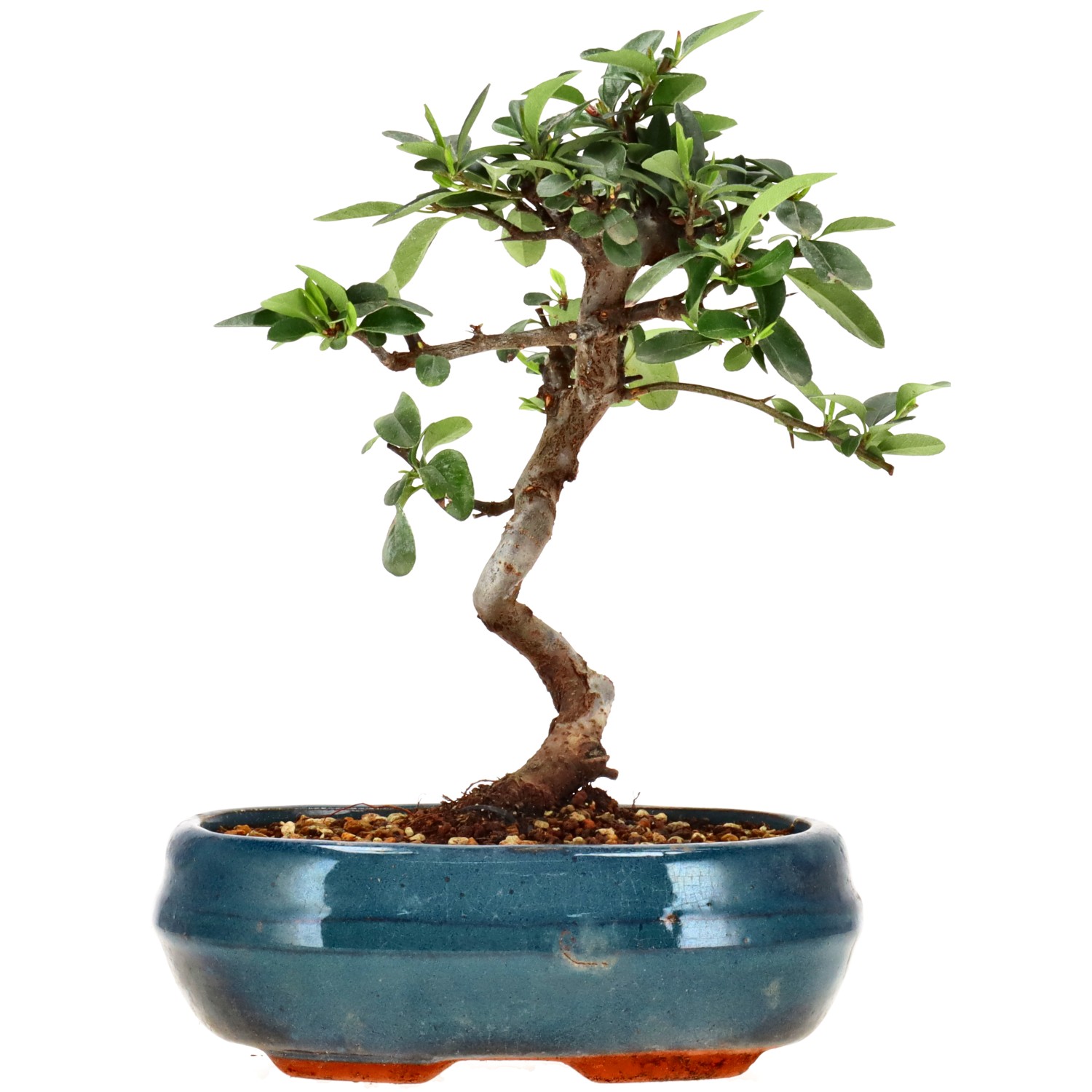 Feuerdorn, ca. 7 J. (22 cm)