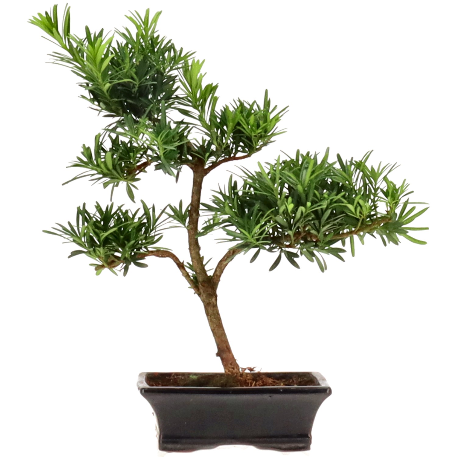 Pino cinese, ca. 9 anni (38 cm)