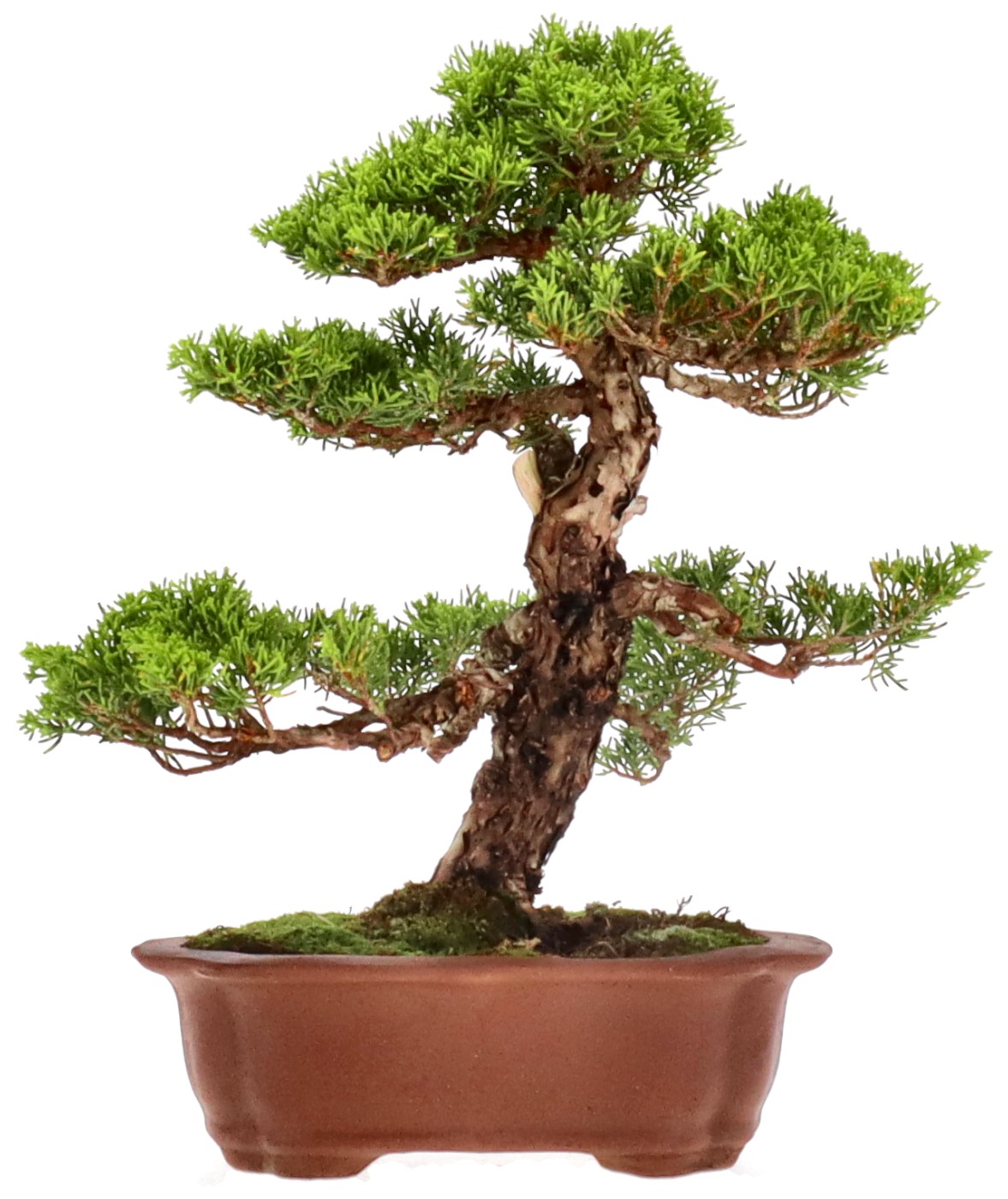 bonsai.fallbackImageTitle bonsai.fallbackImageTitle