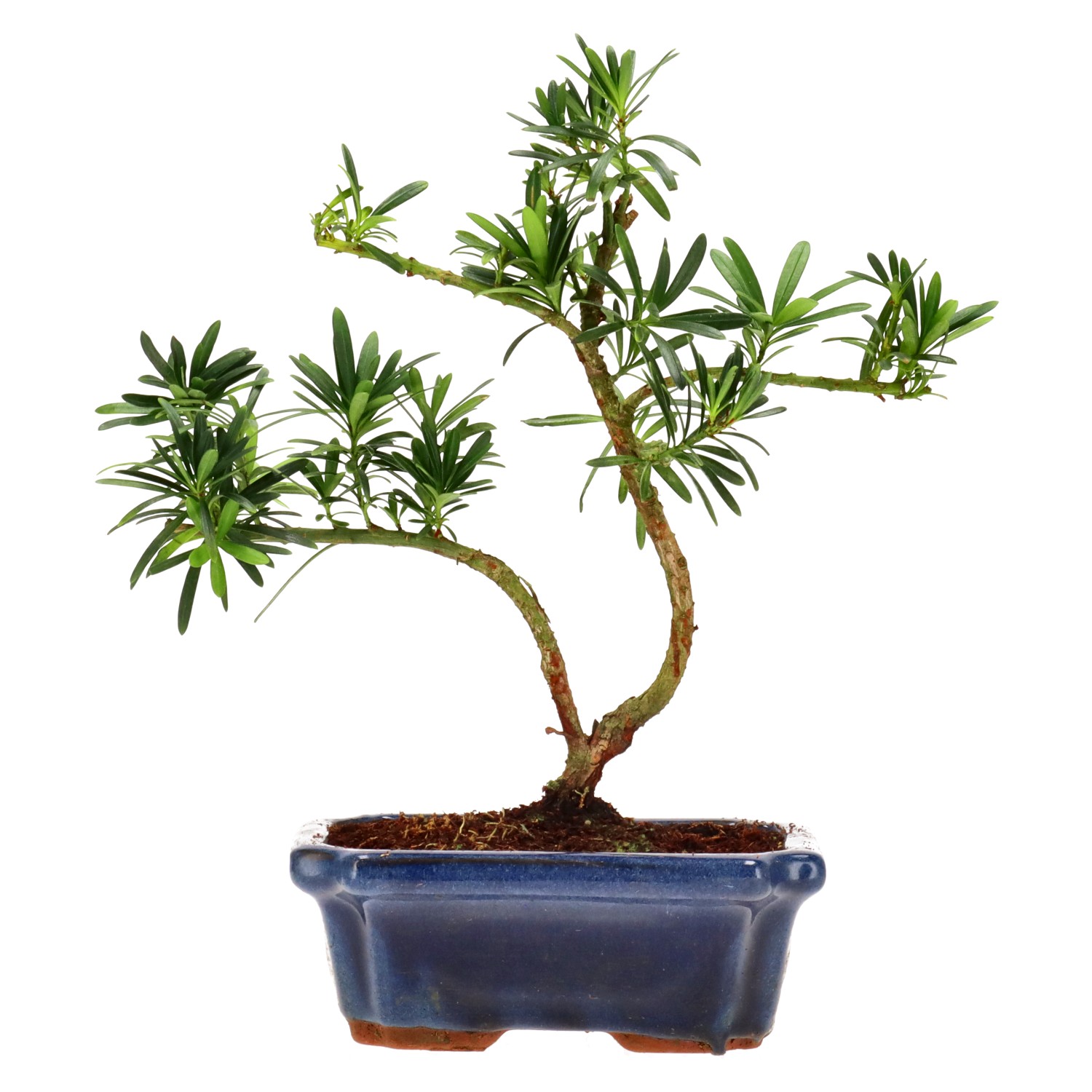 Chin. Steineibe, ca. 9 J. (27 cm)