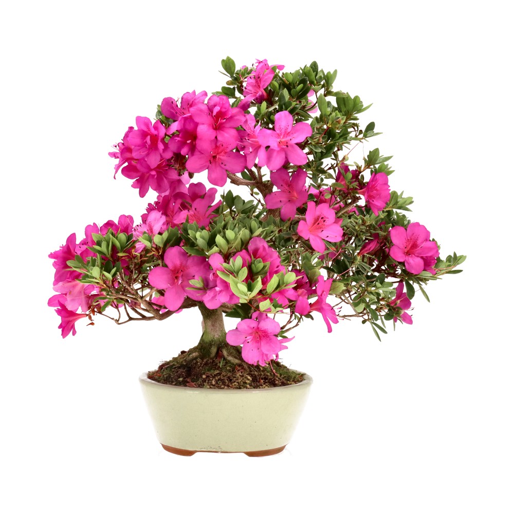 Azalée japonaise, env. 14 ans (33 cm)