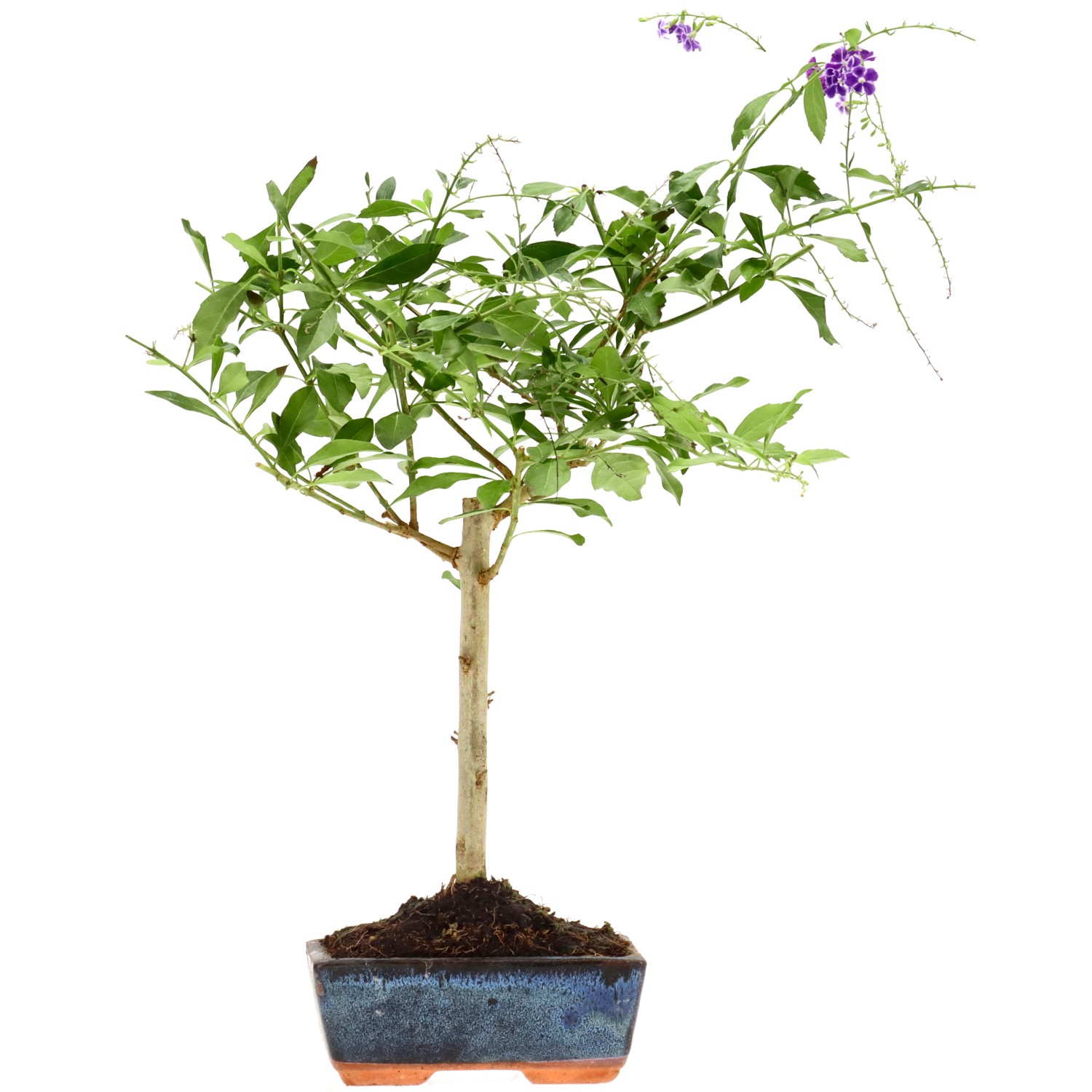 Durantha, ca. 6 J. (41 cm)