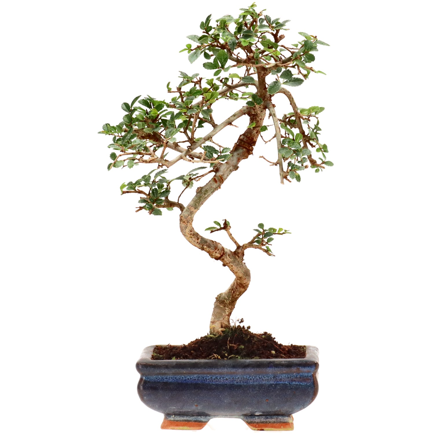 Olmo cinese, ca. 7 anni (27 cm)