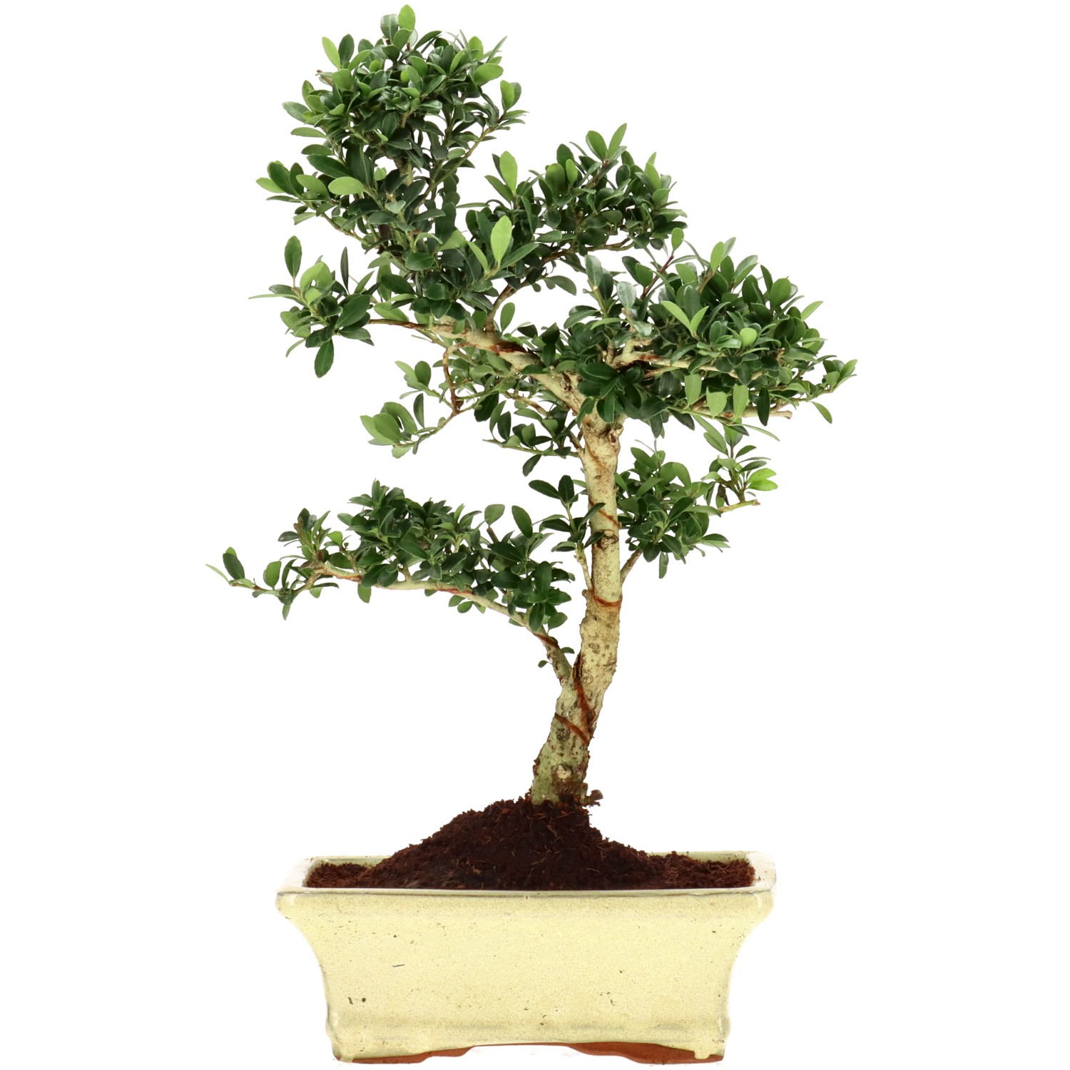 Jap. Stechpalme, ca. 9 J. (32 cm)